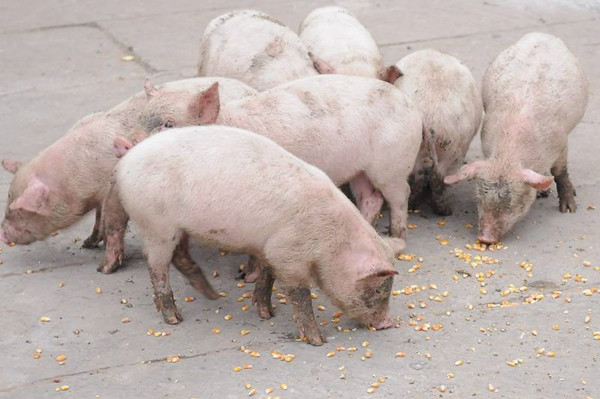 猪不爱吃料有什么好办法,猪体温38.2度不吃料咋回事