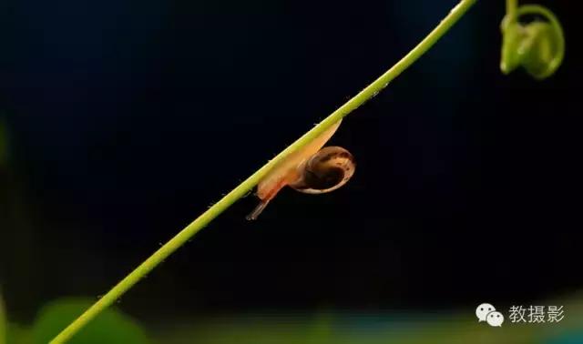 精美微距摄影欣赏蜗牛,微距蜗牛拍摄技巧视频