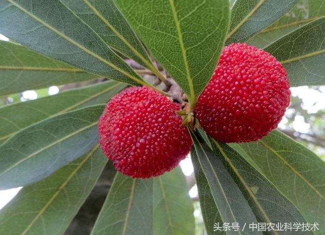 杨梅好吃树难栽下联,杨梅树难栽种么