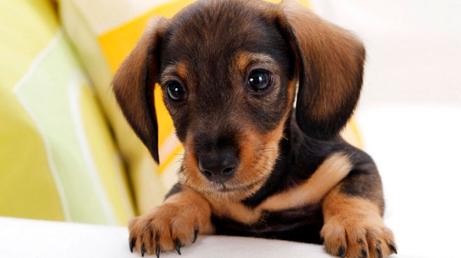 属狗人几月出生最有福运,属狗人出生每一月的解析