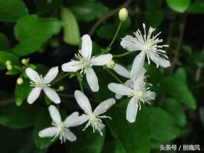 痛风吃什么药好请专家告诉我,痛风降尿酸的中药配方