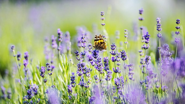 云峰山景区薰衣草2018年价格,云峰山薰衣草花海