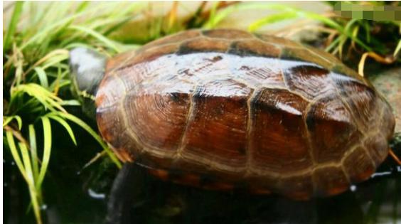中华草龟与台湾草龟,中华草龟跟草龟有什么区别图