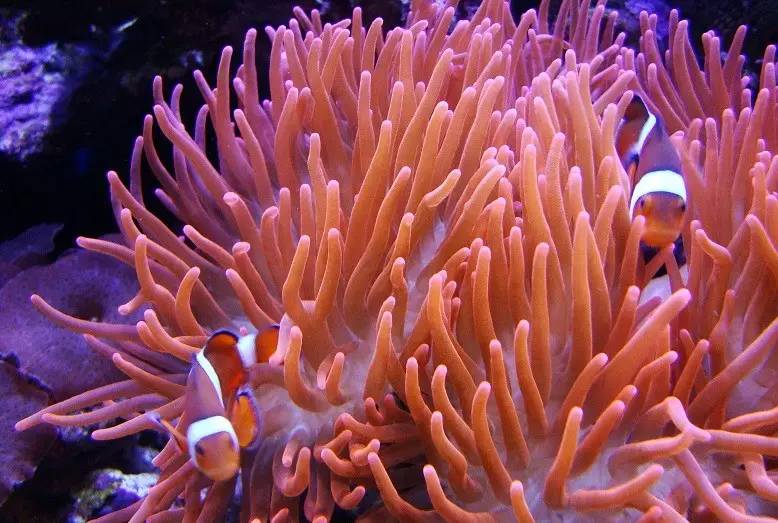 美国开缸法,养鱼开缸法