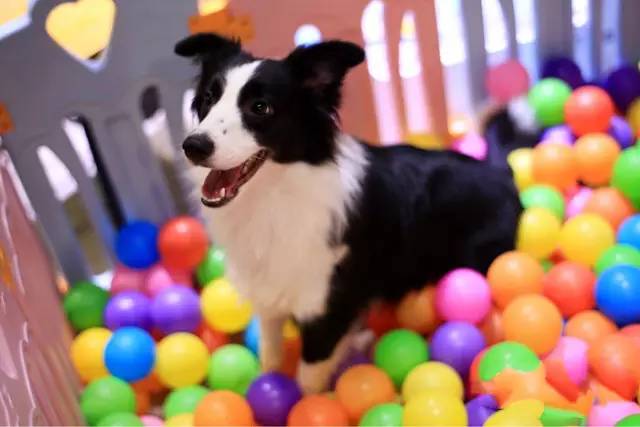 魔都特色餐厅推荐,魔都最有腔调的十家自助餐约起来