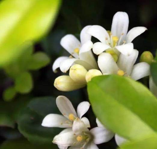 米兰花是热带花吗,米兰花属于兰科植物吗