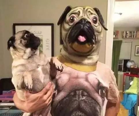 魔性的八哥,有超能力的巴哥