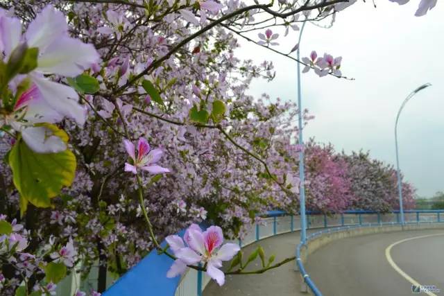 骑行柳州环江滨水观光道,柳州环江滨大道骑行