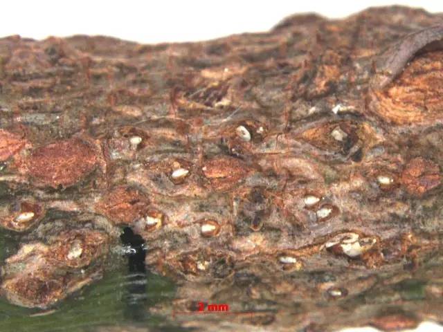 小跳虫长什么样,小跳虫是什么虫子