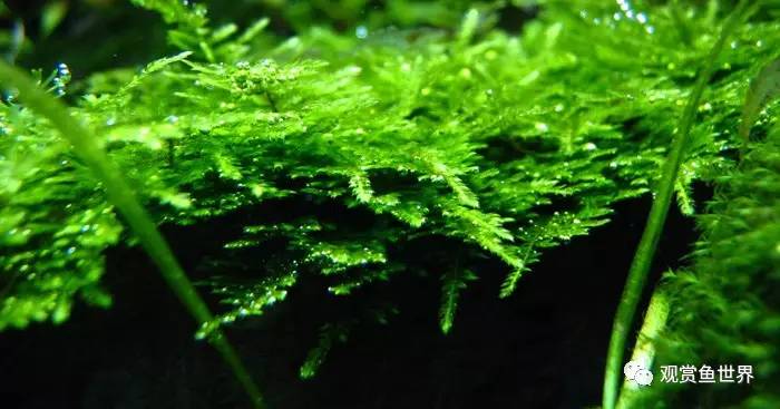莫斯水草黑褐色,粉色莫丝水草