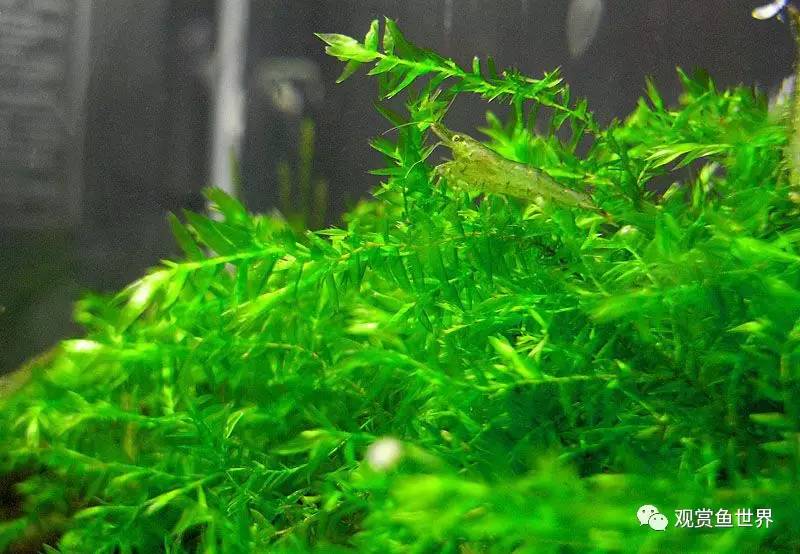 莫斯水草黑褐色,粉色莫丝水草