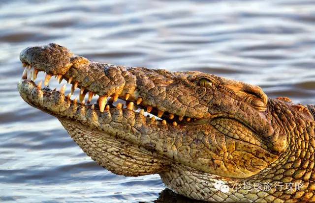 可能是最全的,肯尼亚坦桑尼亚动物百科。小地球耗时一周整理!