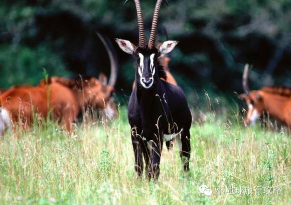 可能是最全的,肯尼亚坦桑尼亚动物百科。小地球耗时一周整理!