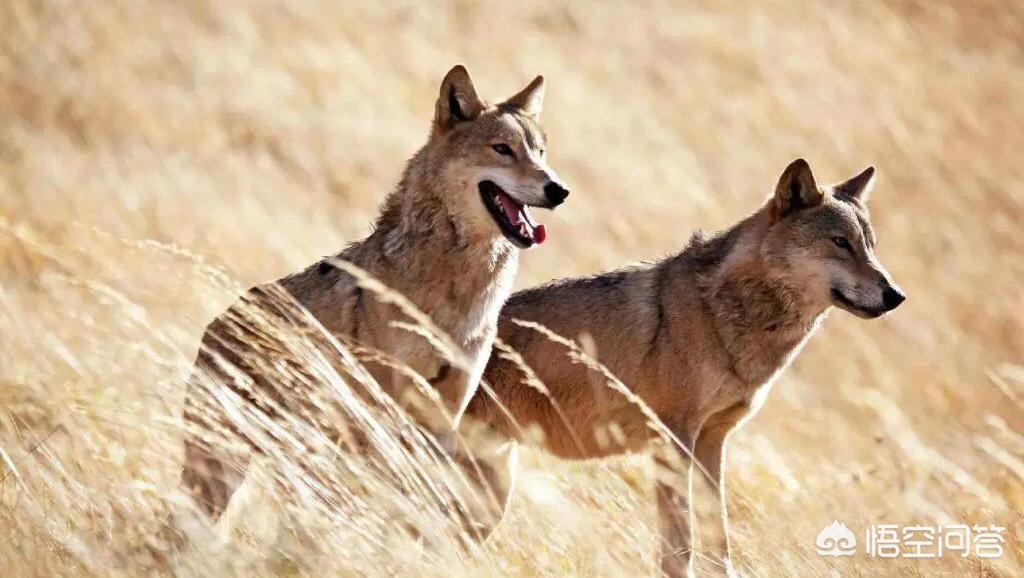 狼图腾这本书讲的是什么,狼图腾是名著吗