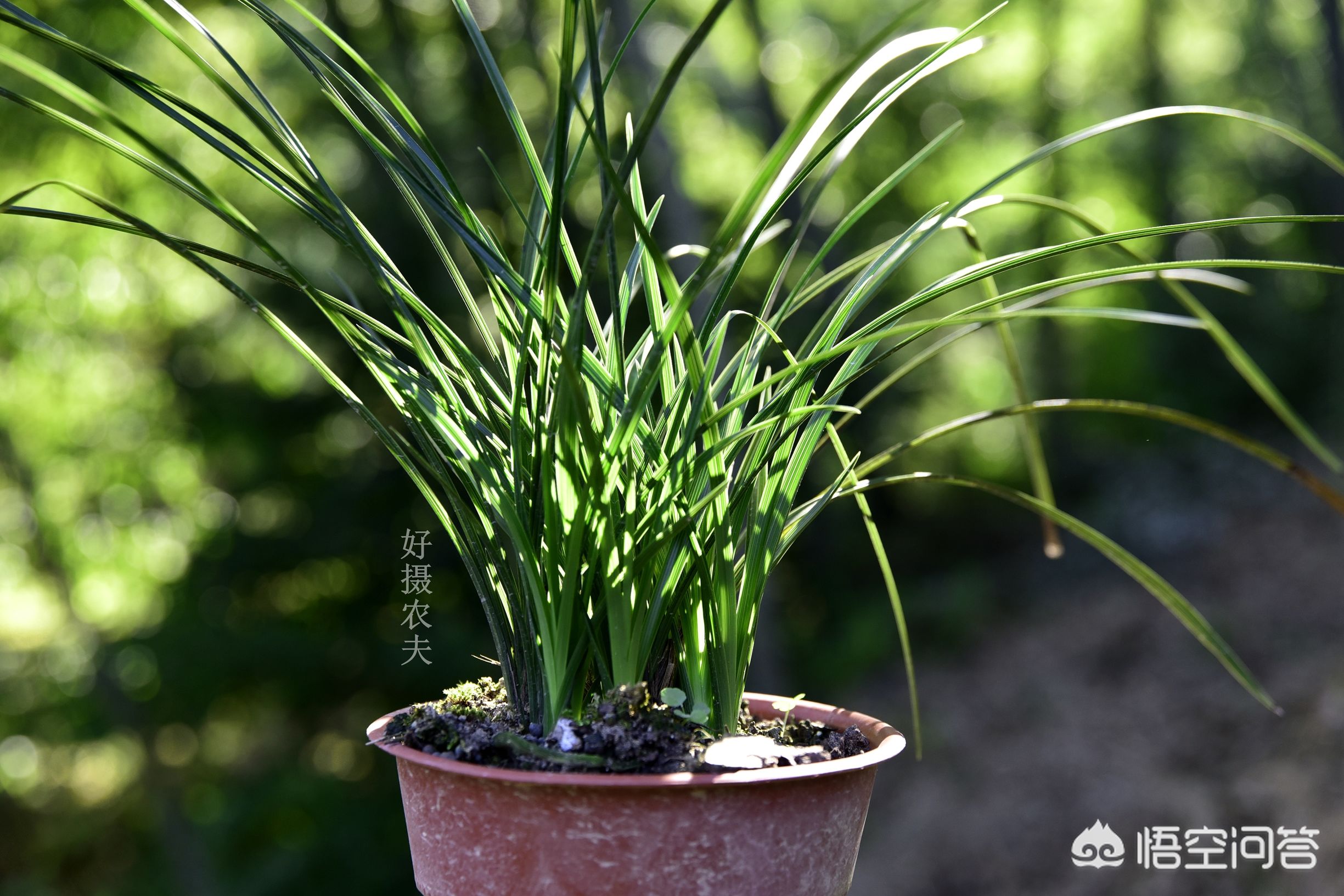 兰花怎样施肥用什么肥,兰花如何施肥最佳