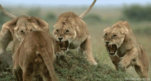 可能是最全的,肯尼亚坦桑尼亚动物百科。小地球耗时一周整理!