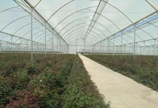 全国最大的玫瑰花基地,世界最著名玫瑰基地