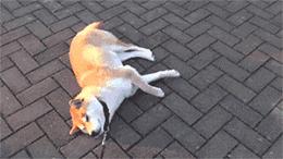 讲真｜论跑步，你可能还不如你家狗！