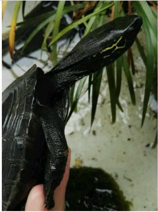 中华草龟和野生草龟的区别,草龟跟中华草龟有什么区别