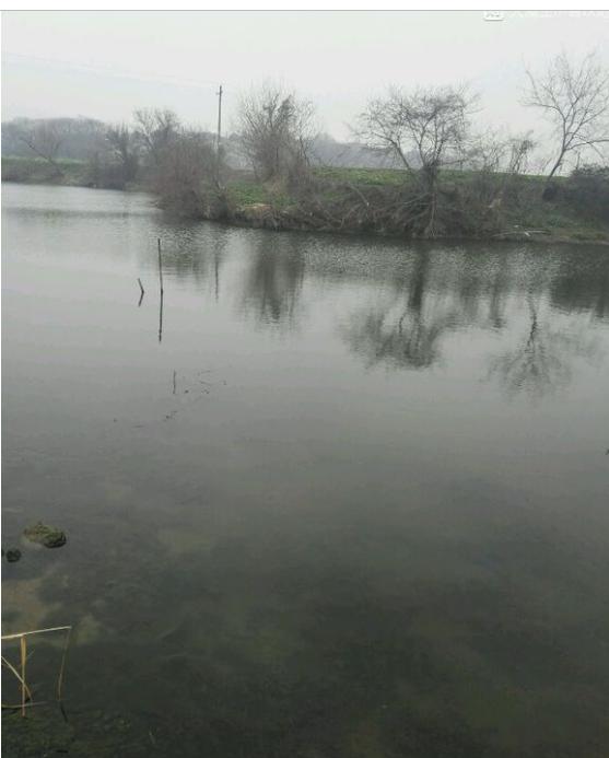 中华草龟和野生草龟的区别,草龟跟中华草龟有什么区别