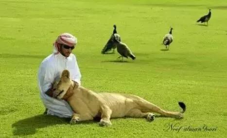 沙特最帅王子哈曼丹,阿联酋王子哈曼丹照片