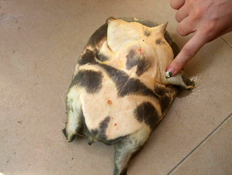 捕鱼技巧矿泉水瓶,爸爸捕鱼记