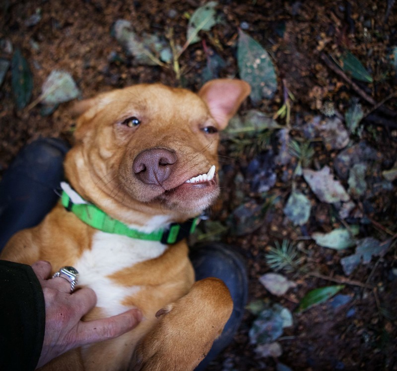 狗狗天生嘴巴长斜相貌丑陋，在被安乐死前，一个人的出现救了它！