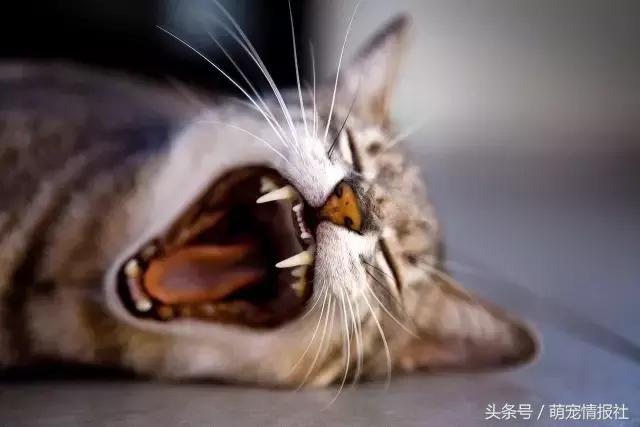 猫咪口臭怎么解决,猫咪牙齿
