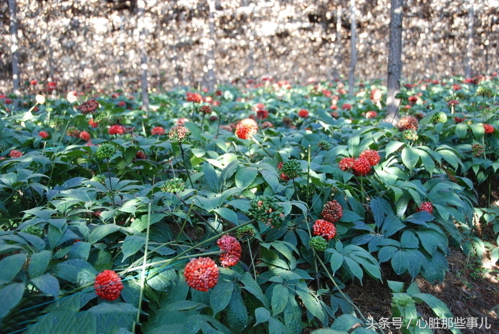 三七粉可以当作保健服用吗,三七粉可以用什么药代替
