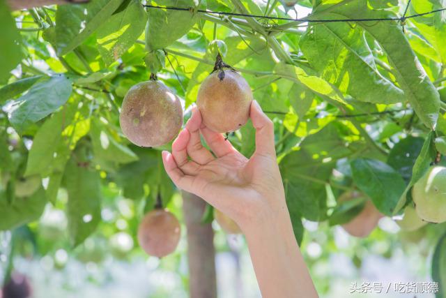 高明可以摘水果的农庄,高明60亩农庄