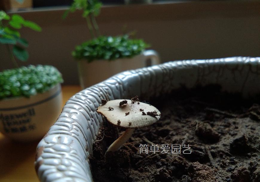 花盆里长蘑菇怎么办,花盆里长的黄色蘑菇有毒吗
