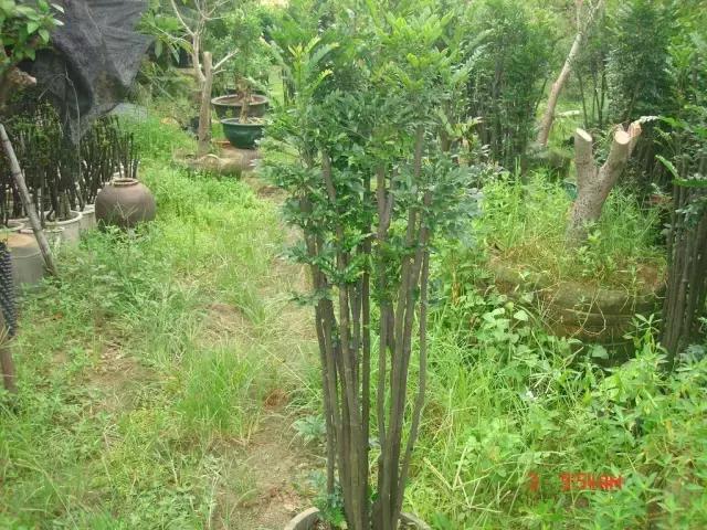 小叶女贞盆景值得买吗,小叶紫檀盆景掉叶该怎么养