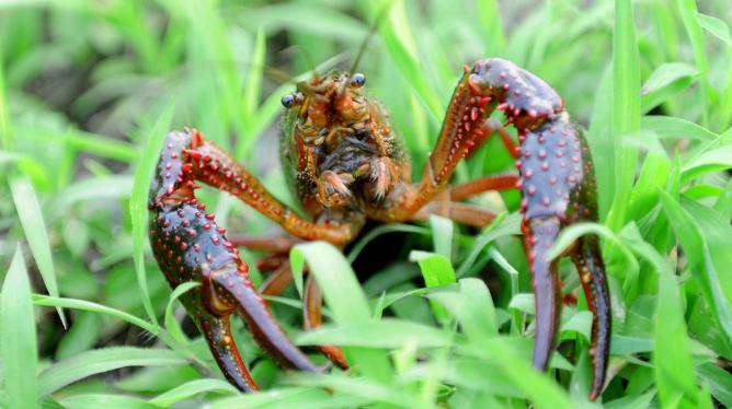 养殖最赚钱最好养的动物,1万元养殖什么动物好