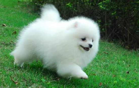 博美不吃狗粮吃正常饭,博美不掉毛狗粮怎么喂好