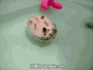 阿拉上海人搞笑视频,阿拉最新搞笑视频