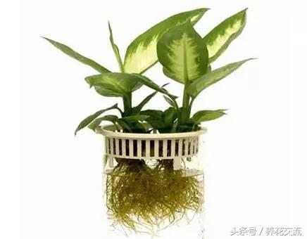 鸿运当头水培植物的养护方法,9种超级好养的水培植物养护下集