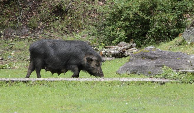 养殖最赚钱最好养的动物,1万元养殖什么动物好