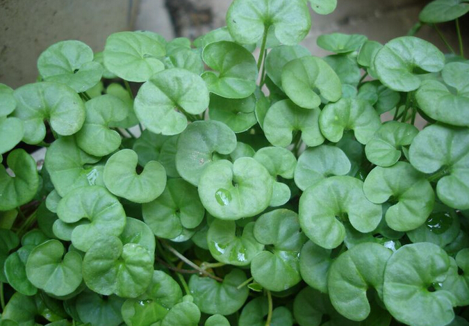 中医治疗结石病民间方子,老中医治结石病秘诀