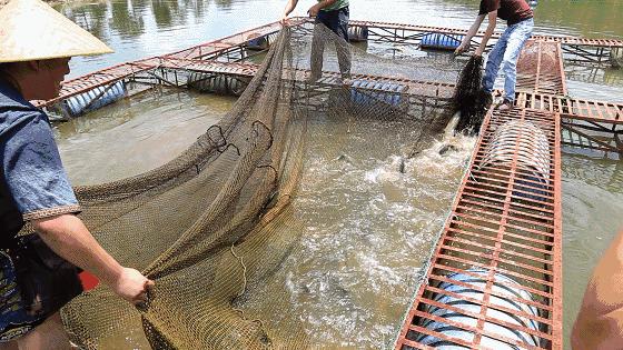 高明可以摘水果的农庄,高明60亩农庄