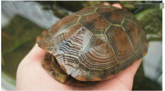 中华草龟和野生草龟的区别,草龟跟中华草龟有什么区别