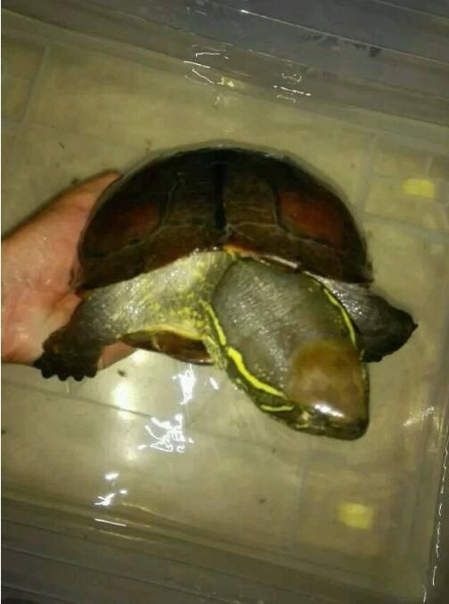 中华草龟和野生草龟的区别,草龟跟中华草龟有什么区别