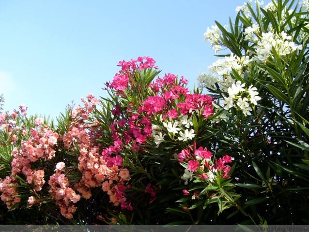网红直播吃的芦荟的危害,误食芦荟