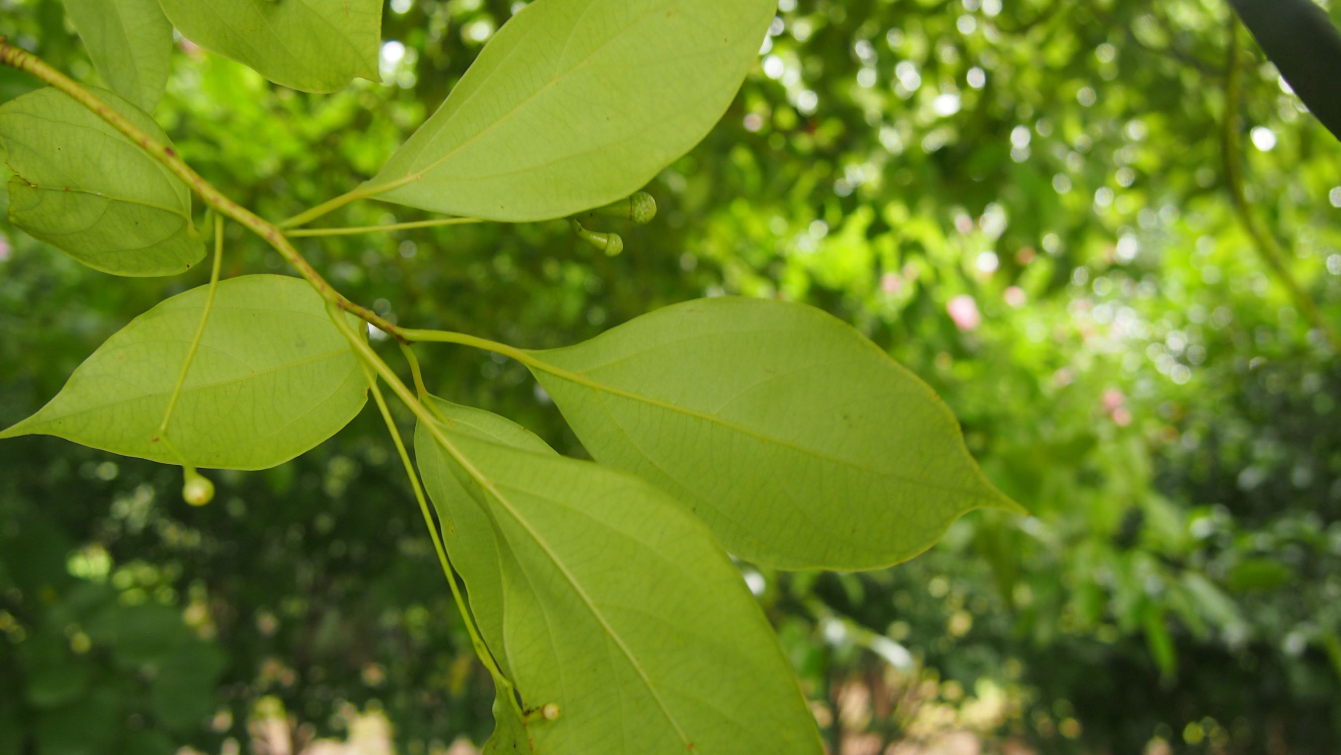 樟名字解读,樟字名字含义