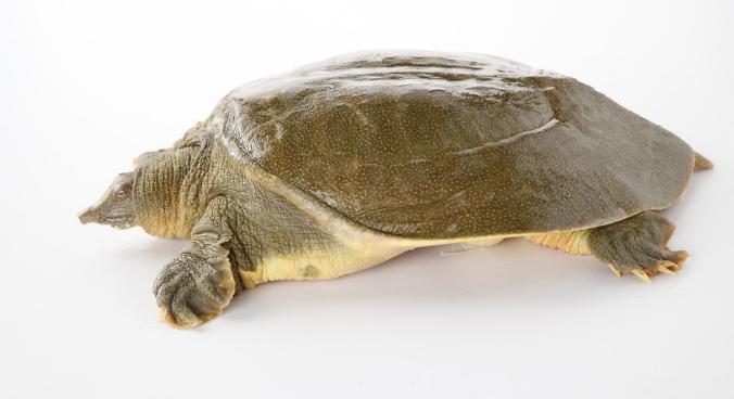 别走弯路了，今年养殖这十种动物“钱景最好”