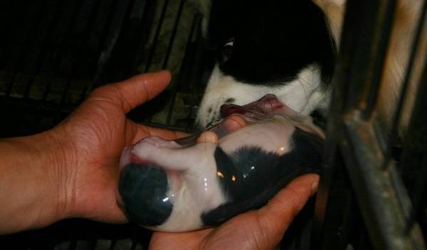 边牧接生,边牧生小狗怎么接生