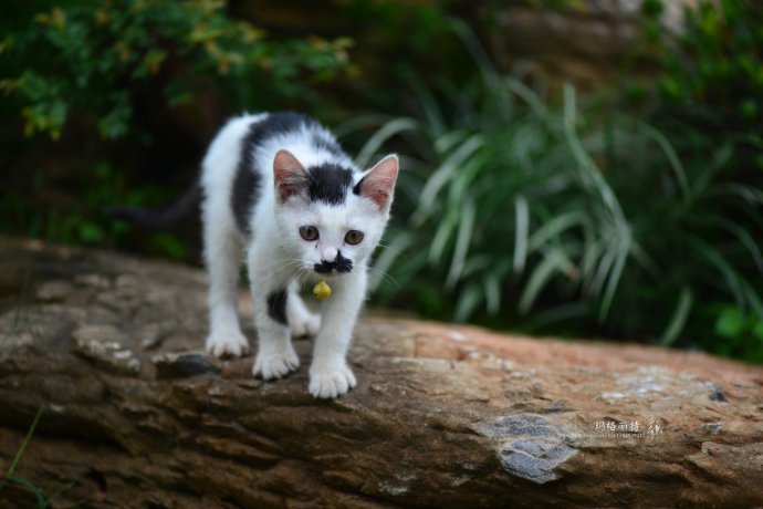 鎷滆涓滅鑽夊爞,鑺卞洯鎷滆