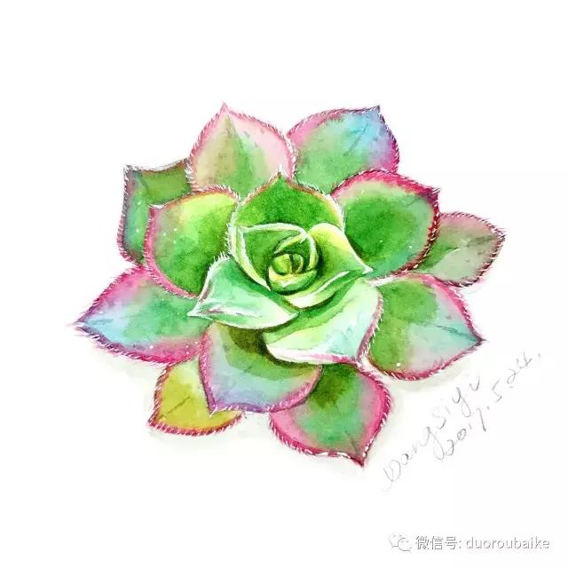 寻找最美中国绘画作品,寻找中国最美多肉手绘