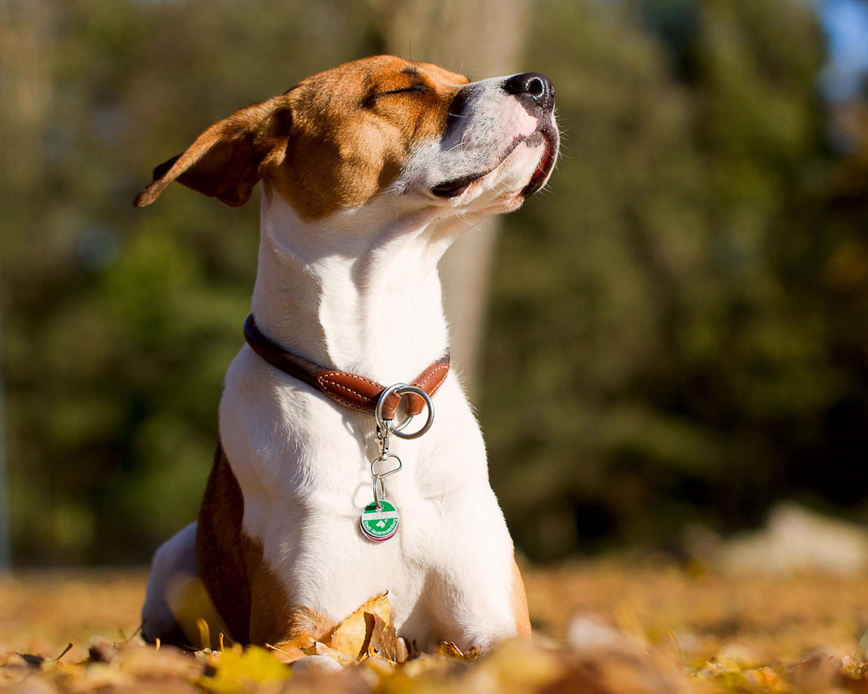 配种技术及注意事项,拉布拉多配种技术及注意事项