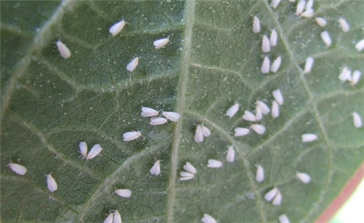 养的花总是发霉怎么办,养的花长腻虫了怎么办