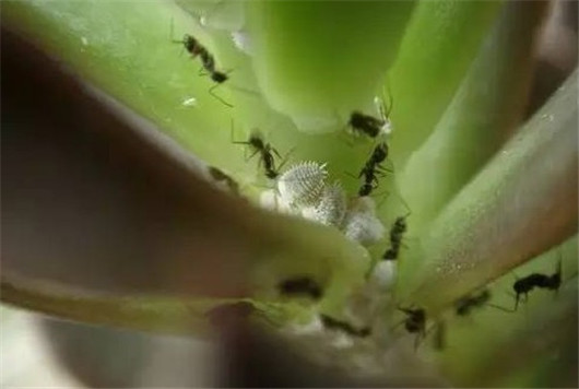 养的花总是发霉怎么办,养的花长腻虫了怎么办